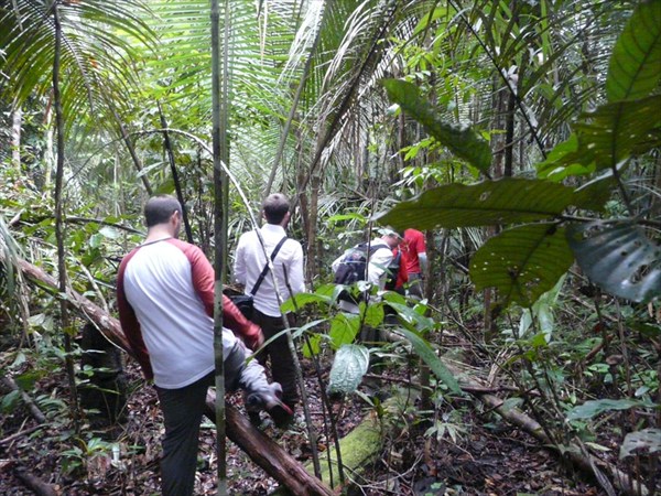 Экскурсия в джунгли1